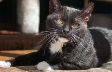 Dovanojamas katinėlis Panevėžyje – Caris