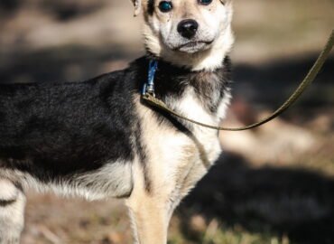 Dovanojamas šuo Linksmakalnyje – Chupakabra