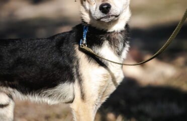 Dovanojamas šuo Linksmakalnyje – Chupakabra