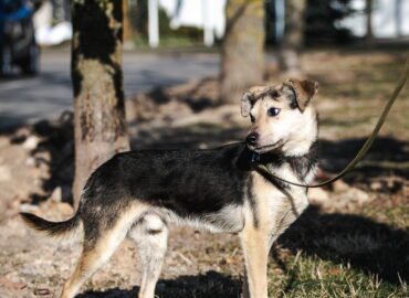 Dovanojamas šuo Linksmakalnyje – Chupakabra