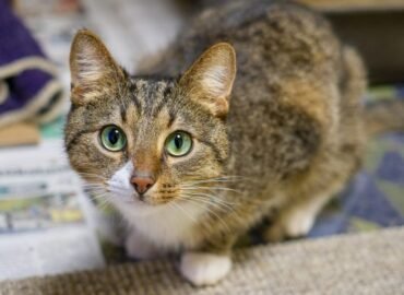 Dovanojama katė Kaune – Liudvikas