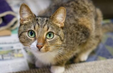 Dovanojama katė Kaune – Liudvikas