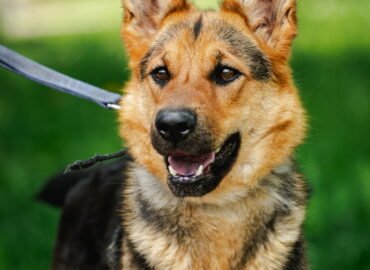 Dovanojamas šuo Linksmakalnyje – Drobė