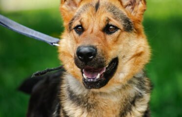 Dovanojamas šuo Linksmakalnyje – Drobė