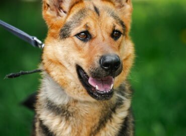 Dovanojamas šuo Linksmakalnyje – Drobė