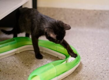 Dovanojama katė Kaune – Opalas