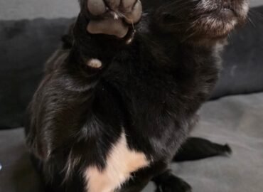 Dovanojama kalytė Verbūnuose, Šiaulių raj – Vutė