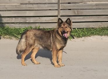 Dovanojama kalytė Šiauliuose – Mirta