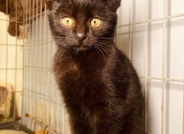 Katinėlis ieško namų Šiauliuose – Pyplius