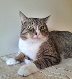 Dovanojamas katinas Kaune – Fredis