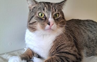 Dovanojamas katinas Kaune – Fredis