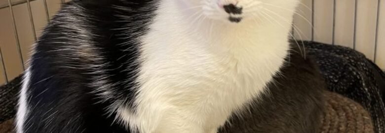 Dovanojama katė Kaune – Furijus