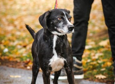 Šuo ieško namų Linksmakalnyje – Grėjus