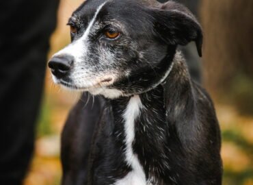 Šuo ieško namų Linksmakalnyje – Grėjus