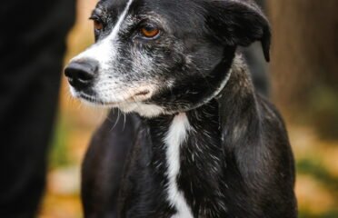 Šuo ieško namų Linksmakalnyje – Grėjus