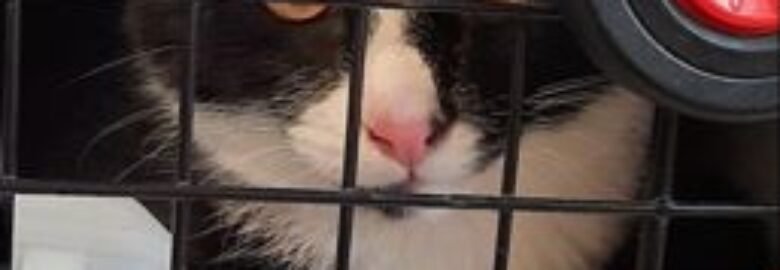 Dovanojama katė Mažeikiuose