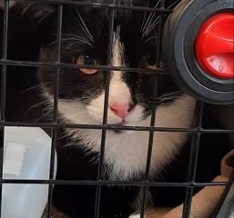 Dovanojama katė Mažeikiuose