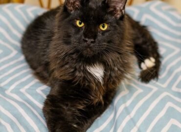 Dovanojama katė Kaune – Guzikas