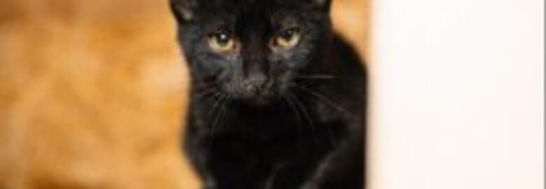 Dovanojama katė Mažeikiuose