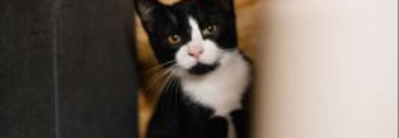 Dovanojama katė Mažeikiuose