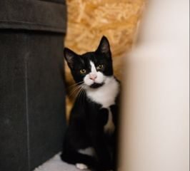 Dovanojama katė Mažeikiuose