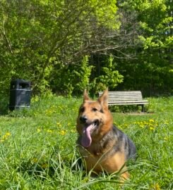 Šūnų vedžiojimas