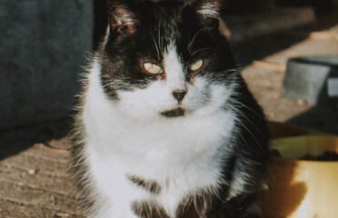 Dovanojamas katinas Šiauliuose – Čarlis