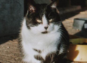 Dovanojamas katinas Šiauliuose – Čarlis