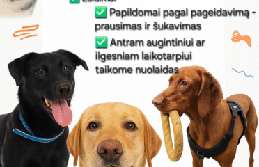 Šunų ir kačių priežiūra