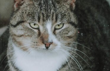 Dovanojama katė Šiauliuose – Astorija