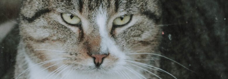 Dovanojama katė Šiauliuose – Astorija