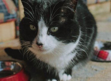 Dovanojama katė Šiauliuose – Bila