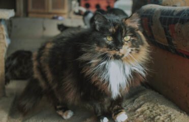 Katė ieško namų Verbūnuose, Šiauliuose raj – Trakutė