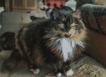 Katė ieško namų Verbūnuose, Šiauliuose raj – Trakutė