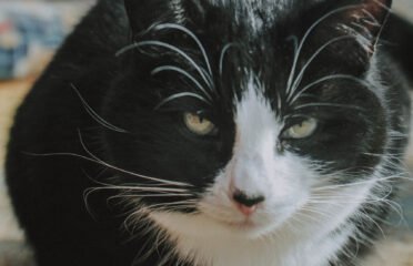 Dovanojama katė Šiauliuose – Bila