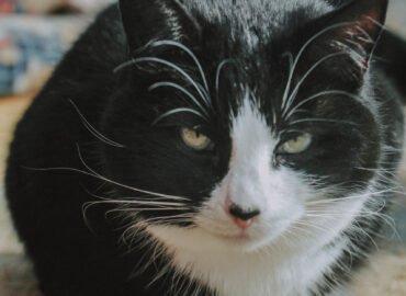 Dovanojama katė Šiauliuose – Bila