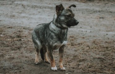 Dovanojama kalytė Šiauliuose – Hitė