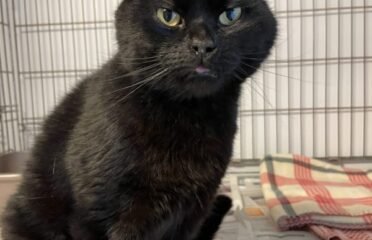 Dovanojama katė Kaune – Muranas