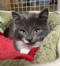 Dovanojami kačiukai Kaune