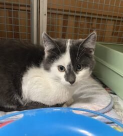 Dovanojami kačiukai Kaune