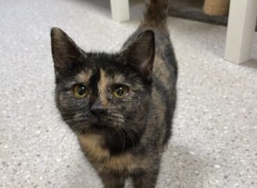 Dovanojama katė Kaune – Benita