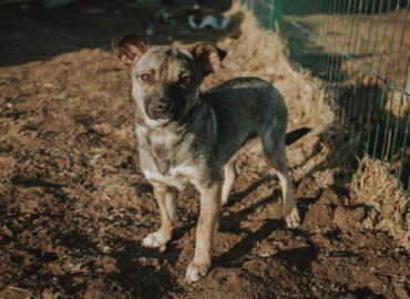 Dovanojama kalytė Šiauliuose – Hitė