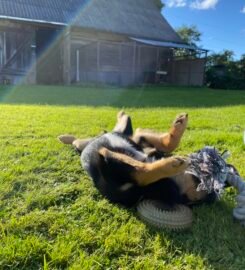 Šūnų vedžiojimas