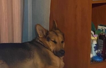 Šiuniukų ir kačiukų Nakvynė