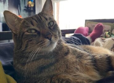 Šiuniukų ir kačiukų Nakvynė