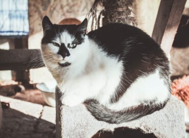 Dovanojama katė Šiauliuose – Edna