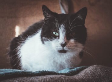 Dovanojamas katinas Šiauliuose – Čarlis