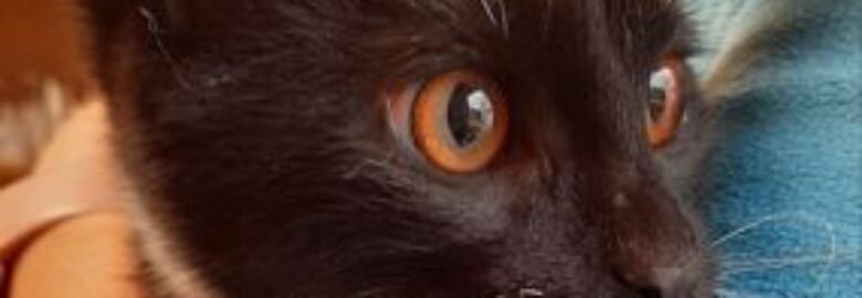 Dovanojama katė Mažeikiuose