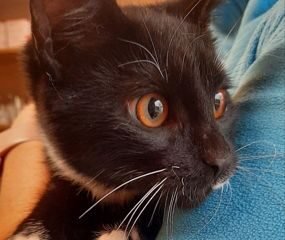 Dovanojama katė Mažeikiuose