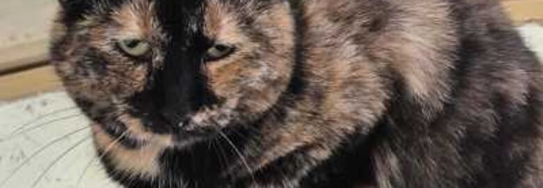 Dovanojama katė Mažeikiuose